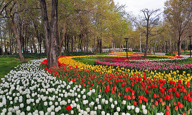 spring-in-mashhad.jpg